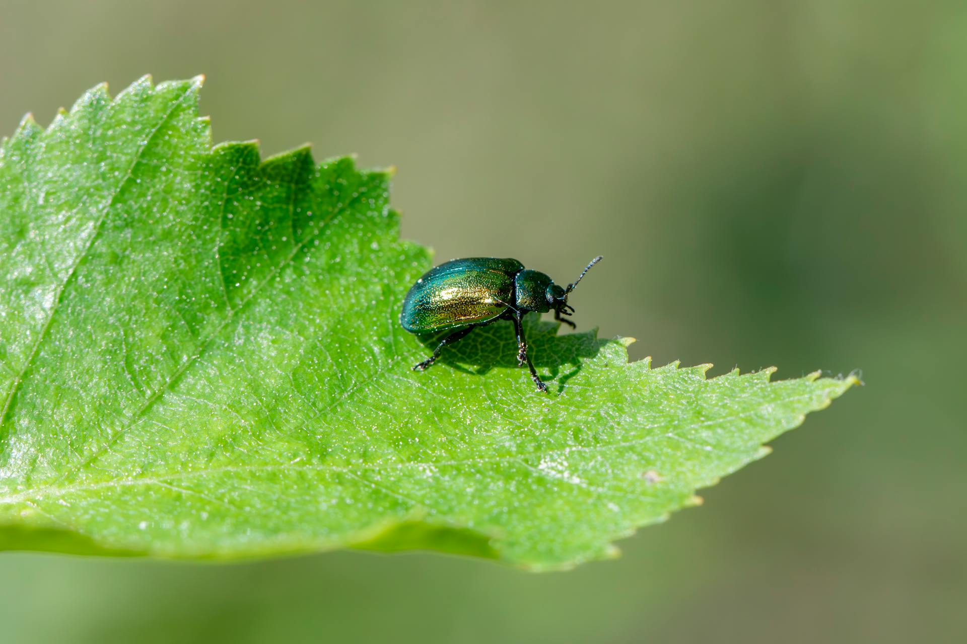 Ausgewählte Gartenpflegegeschäfte -Ausgewählte Gartenpflegegeschäfte pexels erik karits 2093459 32391775